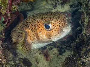 Diodontidae Prints: Porcupinefish (Diodon hystrix), Grand Cayman, Cayman Islands, British West Indies