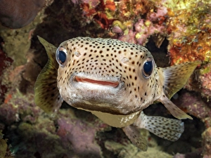 Tropical Fish Prints: Porcupinefish (Diodon hystrix)