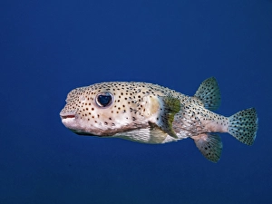 Tropical Fish Prints: Porcupinefish (Diodon hystrix)