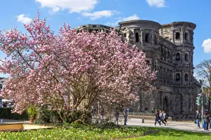 Porta Nigra with Magnolia tree, UNESCO World Heritage Site, Treves, Rhineland-Palatinate