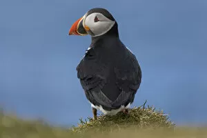 Images Dated 17th January 2022: Portrait of an Atlantic Puffin in the island of Mykines. Faroe Islands