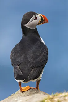 Images Dated 17th January 2022: Portrait of an Atlantic Puffin in the island of Mykines. Faroe Islands