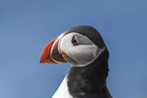 Images Dated 17th January 2022: Portrait of an Atlantic Puffin in the island of Mykines. Faroe Islands