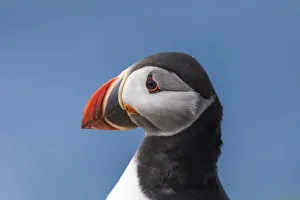 Images Dated 17th January 2022: Portrait of an Atlantic Puffin in the island of Mykines. Faroe Islands