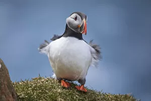 Images Dated 17th January 2022: Portrait of an Atlantic Puffin with ruffled feather due to the wind gusts. Island of Mykines