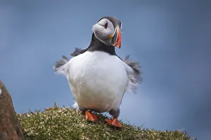 Cute Gallery: Portrait of an Atlantic Puffin with ruffled feather due to the wind gusts. Island of Mykines