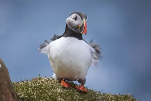 Foroyar Prints: Portrait of an Atlantic Puffin with ruffled feather due to the wind gusts