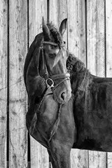 B And W Prints: A portrait of a Friesian horse in black and white, North-West Friesland, Netherlands