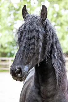 Equus Prints: A portrait of a Friesian horse with a long mane, North-West Friesland, Netherlands