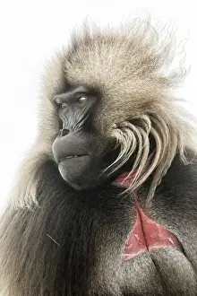 Environment Prints: Portrait of Gelada baboon in Simien Mountains National Park, Northern Ethiopia