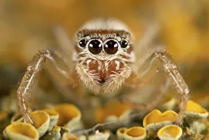 Liguria Gallery: Portrait of Jumping Spider (Icius subinermis) photographed on a lichen (Xanthoria