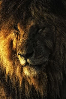 Images Dated 29th April 2020: Portrait of male lion (panthera leo) scarface in the msai mara game reserve, Kenya