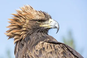 Ulan Bator Prints: Portrait of a Mongolian eagle. Tov province, Mongolia