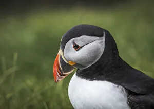 Puffin Prints: Portrait of a puffin standing on the grass. Mykines, Faroe Islands