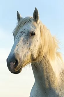 Horses Gallery: Portrait of white horses head, The Camargue, France