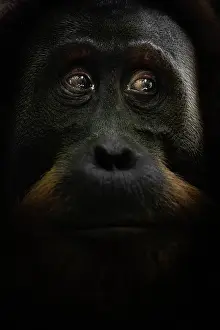 Black Prints: Portrait of young male Sumatran Orangutan in Gunung Leuser National Park