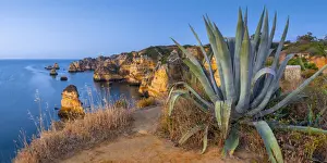 Elevated Viewpoint Prints: Portugal, Algarve, Lagos, Dona Ana Beach (Praia Dona Ana), Agave plant