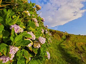 Images Dated 20th January 2016: Portugal, Azores, Flores, Hortensias on the path between Mosteiro and Lajedo villages