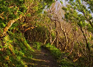 Flores Prints: Portugal, Azores, Flores, Old Trail between Mosteiro and Lajedo