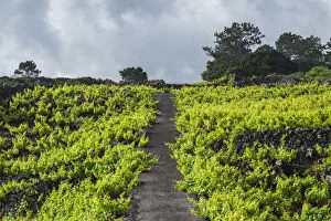 Portugal, Azores, Pico Island, Cabritos, vineyard in volcanic stone