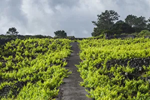 Images Dated 31st October 2017: Portugal, Azores, Pico Island, Cabritos, vineyard in volcanic stone