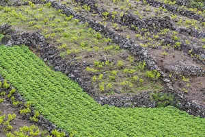 Images Dated 31st October 2017: Portugal, Azores, Pico Island, Canto, volcanic rock vineyards