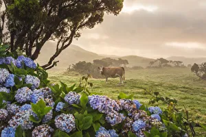 Portugal, Azores, Pico, Landscape of the island with cow