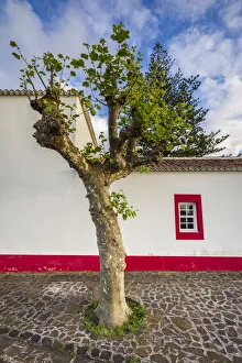 Discovery Prints: Portugal, Azores, Santa Maria Island, Anjos, place where Christopher Columbus made