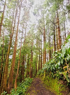 Portugal, Azores, Santa Maria, Pine Forest on the hillside of Pico Alto