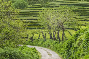 Portugal, Azores, Sao Miguel Island, Gorreana of the last tea plantation in Europe