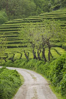 Portugal, Azores, Sao Miguel Island, Gorreana of the last tea plantation in Europe