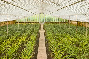Images Dated 31st October 2017: Portugal, Azores, Sao Miguel Island, Ponta Delgada, native Sao Miguel pineapples inside