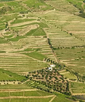 Images Dated 18th July 2013: Portugal, Douro, Terraced vineyards and farm