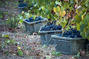 Portugal, Douro Valley, Pinhao