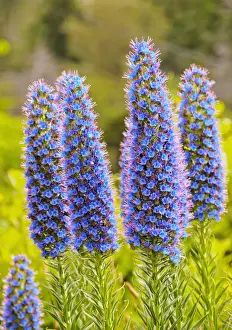 Violet Prints: Portugal, Madeira, Funchal, Echium candicans known as Pride Of Madeira in Parque Ecologico