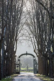 Portugal, Oporto, Forjaes, Quinta de Curvos, The central tree-lined road in the property