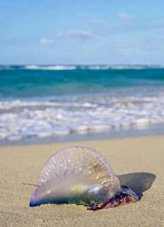 Images Dated 8th September 2020: Portuguese Man-of-War jellyfish at Santa Maria del Mar Beach, Habana del Este, Havana