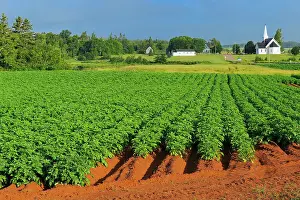 Potato field, red soil and church Kelby Prince Edward Island, Canada