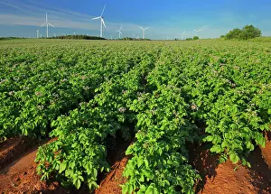 Brae Prints: Potato field, red soil and wind turbines West Cape Prince Edward Island Canada
