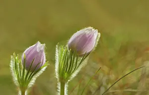 Winnipeg Prints: Prairie crocus (Anemone patens) on the Canadian Prairie