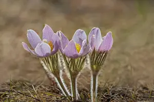 Winnipeg Prints: Prairie crocus (Anemone patens) flower blooming in early spring onthe Canadian prairie