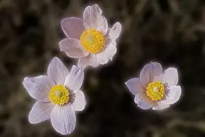 Winnipeg Prints: Prairie crocus (Anemone patens) flower blooming in early spring onthe Canadian prairie