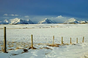 Images Dated 5th June 2023: The prairie meets the mountains. Near Twin Butte, Alberta, Canada