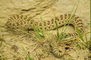 Brown Prints: Prairie rattlesnake (Crotalus viridis viridis)