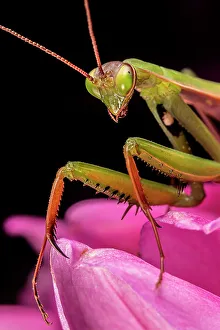 Praying Mantis, Thornton, Ontario, Canada