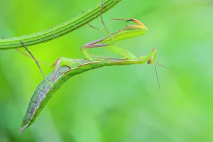 Simcoe County Prints: Praying Mantis, Thornton, Ontario, Canada
