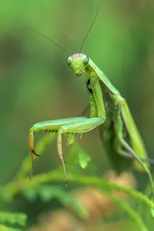 Insects Prints: Praying Mantis, Thornton, Ontario, Canada