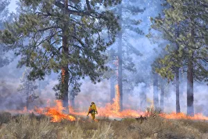 Central Gallery: Prescribed burn near Bend, Oregon, USA MR
