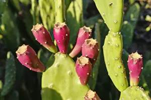 Prickly pear cactus is known by several other names, such as cactus fruit, nopal