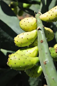 Images Dated 13th October 2011: Prickly pears on Opuntia cactus. Portugal